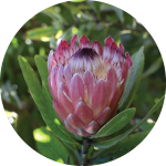 Flower 2