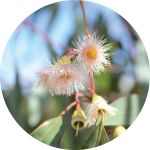 Flower 3